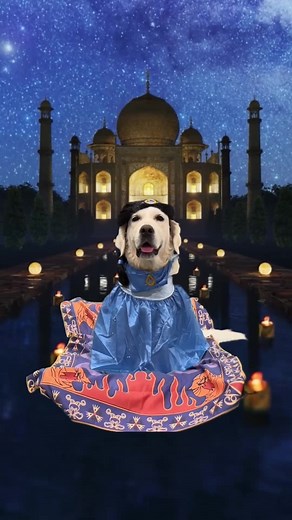 Magical Aladdin Dog Costume Cosplay for Pets