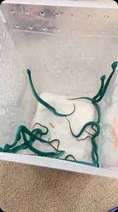 10 healthy blue insularis babies born the other day! . . . . . #snakes #pythons #boas #colubrids #reptiles #wildattractions4u #viper #geckos #wildlife #nature #wildlifephotography #naturephotography #reptile #reptilesofinstagram #cupoty #macro #macrophotography #snakesofinstagram #yourshotphotographer #petsofinstagram #earthcapture #petphotographersclub #teamcanon #petsnake #venomoussnakes #venomoussnakesofinstagram #venomous #mamba #rattlesnake #blueinsularis | Nathan Jordan Photography