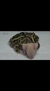 Hungry Frog Eating Mice | Insect Forest