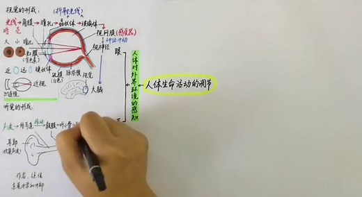 七分钟思维导图复习人体生命活动的调节