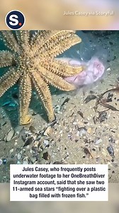 Two starfish fighting over frozen fish like it’s a Black Friday sale! 🦑🍣 | storyful