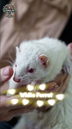 Snow Dancer: The Curious Life of a White Ferret#AnimalHQ #Wildlife #RareAnimals