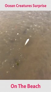 108K views · 590 reactions | Ocean Creatures Surprise On The Beach | Modern Women | Facebook