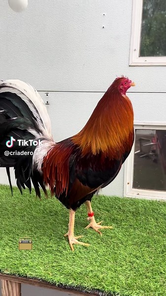 radio 📻 #gallos #fyp #gallosworld#gallosfinos #criaderoamg