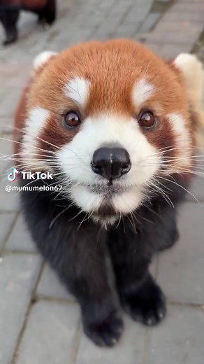 Discover the Adorable Red Panda Facts