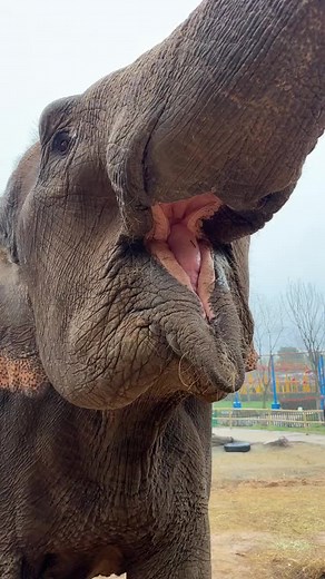 A string of bananas in one mouthful#fyp