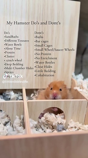 Essential Do's and Don'ts for Hamster Care