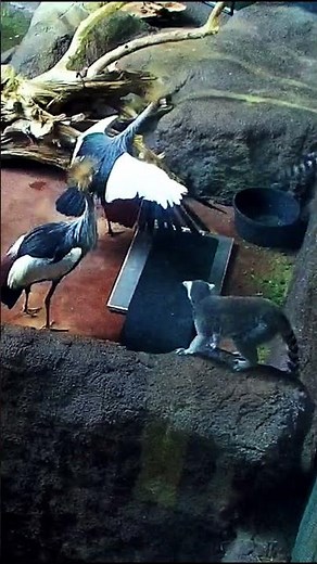 Daily Clip - Party Crashers