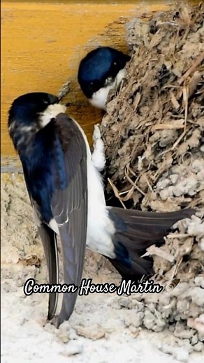 Common House Martin Nest | Short Wildlife Video 🪶🐦‍⬛