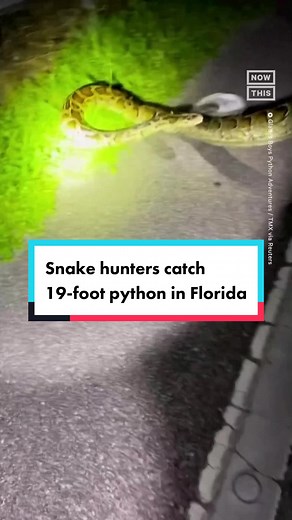 A group of python hunters captured a record-breaking snake in Florida's Big Cypress National Preserve. The Burmese python was measured at 19 feet and approx 125 pounds. Pythons are an invasive species in Florida, and the government allows private hunters to capture or kill the reptile within its borders. The state's annual Florida Python Challenge, a multi-day event that provides cash incentives for whomever can catch the most snakes, kicks off next month from Aug 4 to Aug 13. #snake #florida #p