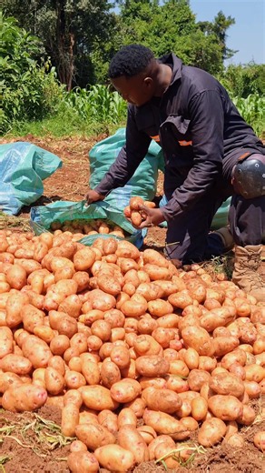 Kilimobora Molo Facts: 10 Quick Facts You Should Know