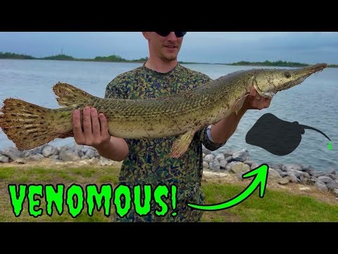I Caught DEADLY Fish in Brackish Water! (MULTISPECIES CATCH, CLEAN, COOK)