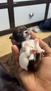 New bron baby 💝🥰 . . . . . #chihuahua #chihuahuas #reels #reelsfypシ #reelsfb #reelsviral #reelsvideo #reels2024 #dog #dogs | Chihuahua Friends