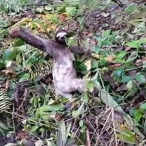 Sloth thanks rescuer for helping him up a tree by waving 👋🏼🦥 | Furry Tails