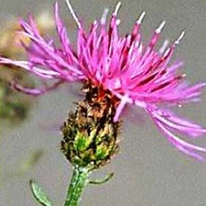 Spotted Knapweed - Montana Weed Control Association