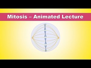 Mitosis Phases - Animated Lecture (Embryology)