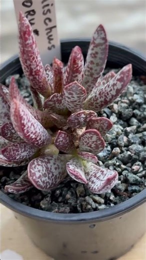 Rare Succulent #raresucculents #plants