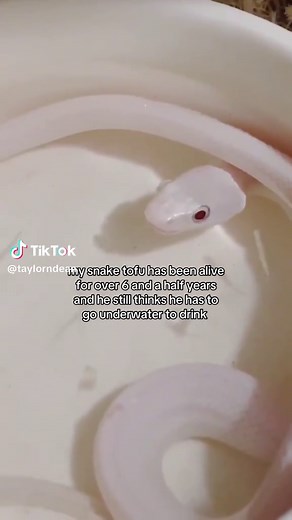 Funny Pet Snake Trying to Drink Water Underwater