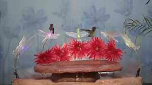 31K views · 651 reactions | Wide angle view of the Hummingbird...