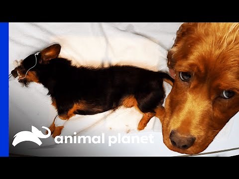 Rescue Dogs Are Helped By Planned Pethood Plus | Dr. Jeff: Rocky Mountain Vet