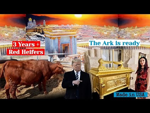 Third Temple Update : The Construction Progress Significantly as Red Heifers Come of Age