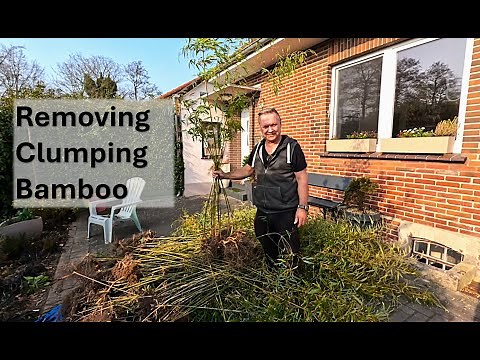 How to remove clumping Bamboo