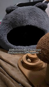 4.4K views · 170 reactions | A void voiding #kittens #babycats #tinykittens #babykittens #cutebabykittens #bottlebabykittens #blacklittens #mainecoonkitten #floof #coicommunity #catsofinstagram | FosterBabyCats | Facebook