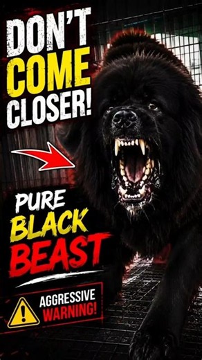 Pure Black Tibetan Mastiff Goes Beast Mode 😳