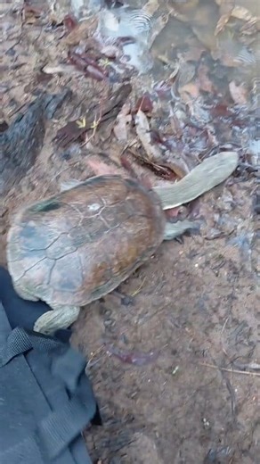 Please keep an eye out for nesting turtles 🐢 Our female South-Western Long-necked Turtles have started their nesting season - and this week's low pressure system has led to an increase in activity, as females leave their wetland to look for somewhere safe to lay their eggs. During the first nesting season (Sep-Nov), they will generally lay around 8 eggs, with another 4 laid in the second nesting season (Dec-Jan). If they are able to avoid predators, cars, people, fences and other threats and fi