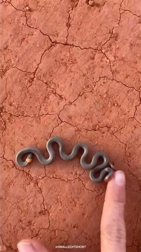 insect Transformation!