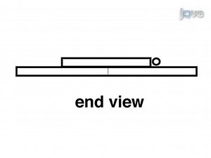 Live Imaging of Cell Motility and Actin Cytoskeleton of Individual Neurons and Neural Crest Cells in Zebrafish Embryos
