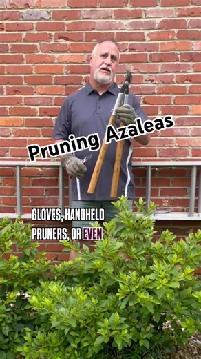 Pruning Azaleas