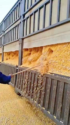 Corn Turning Into Popcorn by Itself? | Curious.Jake