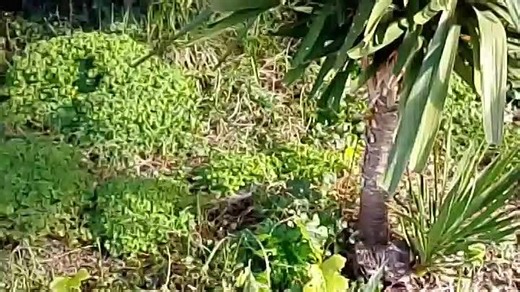 VID_20250123_121125.mp4