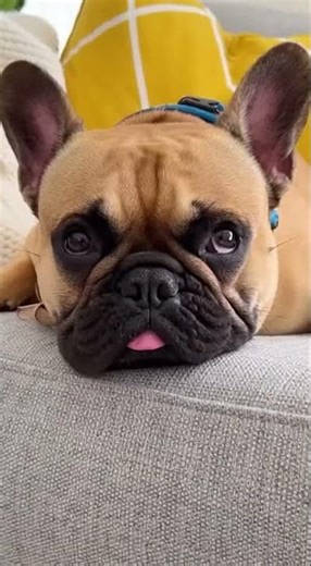 SCARY Dog MASK Prank! French Bulldog's Priceless Reaction 😂