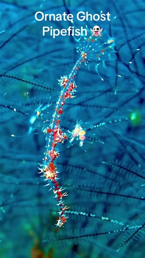 👻 The Ornate Ghost Pipefish is a true hidden gem of the ocean 💎🌊 Meet the Ornate Ghostpipefish – a master of disguise in the underwater realm! In the video this little guy measures just 5cm in length! With its slender body and semi-transparent skin, it effortlessly blends into its surroundings among coral reefs and rocky habitats of the indo-west pacific. 🏝️ With its remarkable ability to adjust pigmentation and reflect light, it earns the reputation of being a true chameleon of the sea!🦎 U