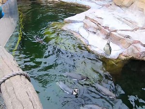 POV: Getting to feed the penguins at the Akron Zoo! Now's your chance to feed the penguins and more fun at our Holiday Family Adventure! On Dec. 7, 14 or 21 from 3 - 5 p.m., enjoy some fun family time with crafts, a family photo with our porcupine and more. Register now: https://www.akronzoo.org/family-adventures Admission to Wild Lights immediately following your Holiday Family Adventure is included! | Akron Zoo