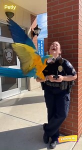 Crazy parrot almost scared the lady police officer 🦜🏃‍♂️ 😂 #fblifestylechallenge #FunnyParrot #ParrotComedy #ParrotFails #TalkingParrot #PetHumor #BirdLovers #ParrotLife #BirdTok #ParrotTok #PetTok #ViralVideo #ReelsTrending #TrendingNow #MustWatch #LaughOutLoud #ComedyReels #DailyLaughs #InstantSmile #CutePets #FunnyAnimals #AnimalLovers #AnimalComedy #PetReels #AmazonParrot #YellowNapedAmazon #TalkingBird #BirdVoice #SmartParrot #ParrotMoments | Parrots Prank