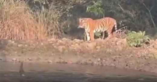 Otterbande weist Tiger an Fluss in die Schranken