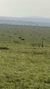 Cheetah on a hunt, cheetahs are specialized hunters that use speed and agility to watch prey. They rely on stalking chasing and a swift bite to the neck or throat to subdue their target. While known for their incredible speed, cheetahs also utilize camouflage and strategic approach to get close their prey before initiating the chase” Join us for a 9 Days Tanzania wildlife Safaris ▶️Day 1 - Arrival in Tanzania ▶️Day 2 - Tarangire Np ▶️Day 3 - Lake manyara ▶️Day 4 - Transit Serengeti National park