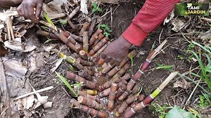 Culture de la canne à Sucre. Les secrets de notre réussite. Nous les partageons avec vous. | Tami Jardin