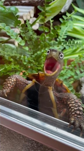Funny Turtle Moments #funnyanimals #turtle #funnyturtle #turtleshorts #turtlevideos