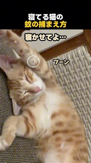 寝てる猫の蚊の捕まえ方