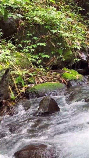 Nature video: Relaxing river sounds, Shorts video