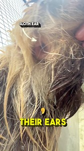 5.7M views · 44K reactions | MORE SLOTH EAR FACTS殮 * Sloths have...