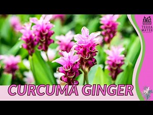 CURCUMA GINGER Information, Description & More! (Curcuma alismatifolia)