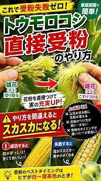 🌽**【知らないと損】トウモロコシの粒がスカスカになる前に！直接受粉のやり方**