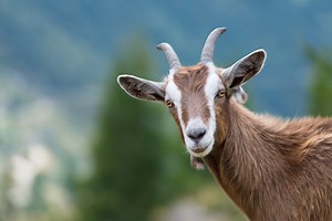 Do Goats Bite? Is It Common and What to Do About It