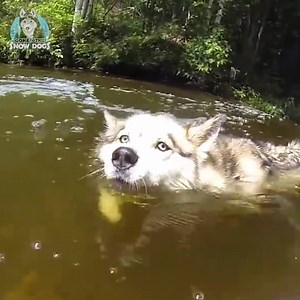 72K views · 10K reactions | Taking The Huskies Swimming!! ☀️ #GoneToTheSnowDogs #Husky #SiberianHuskies #Dogs #CuteAnimals | Gone to the Snow Dogs | Facebook