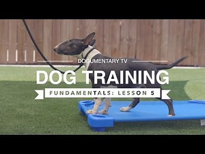 DOG TRAINING FUNDAMENTALS: LESSON 5: HEELING POSITION